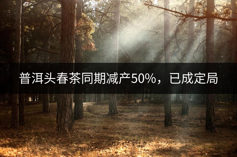 普洱頭春茶同期減產(chǎn)50%，已成定局