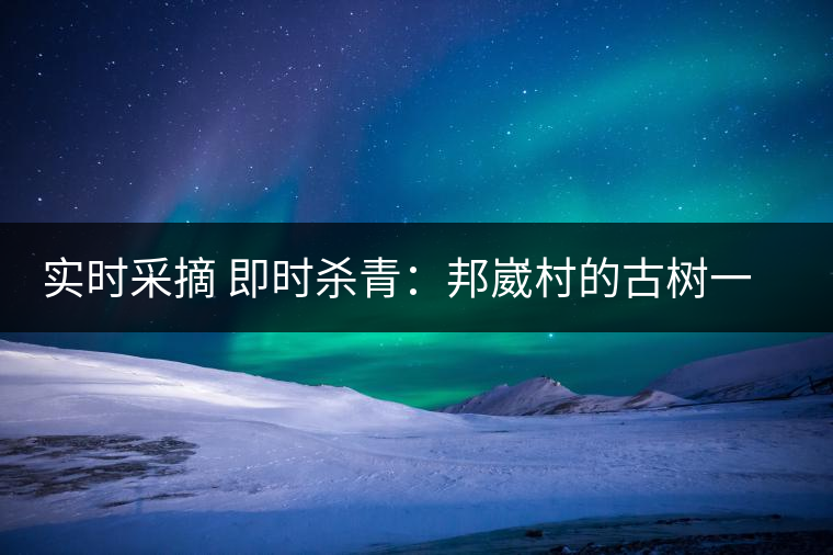 實(shí)時(shí)采摘 即時(shí)殺青：邦崴村的古樹(shù)一般都比較高大，我今年爬到10米高的樹(shù)梢上拍茶農(nóng)采茶，一顆完整的古樹(shù)頭春茶的采摘需要6-7個(gè)婦女花半個(gè)小時(shí)共同完成，鮮葉才下來(lái)以后要及時(shí)殺青，才能保證茶葉后期的鮮爽感。