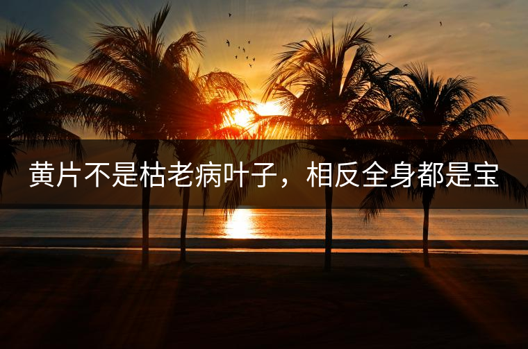 黃片不是枯老病葉子，相反全身都是寶