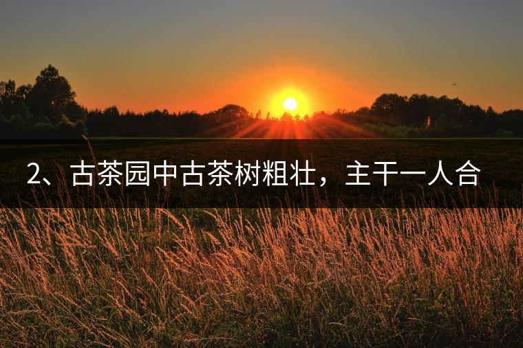 2、古茶園中古茶樹粗壯，主干一人合圍吃力，枝杈壯碩