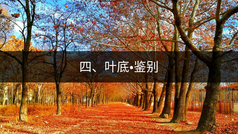 四、葉底?鑒別