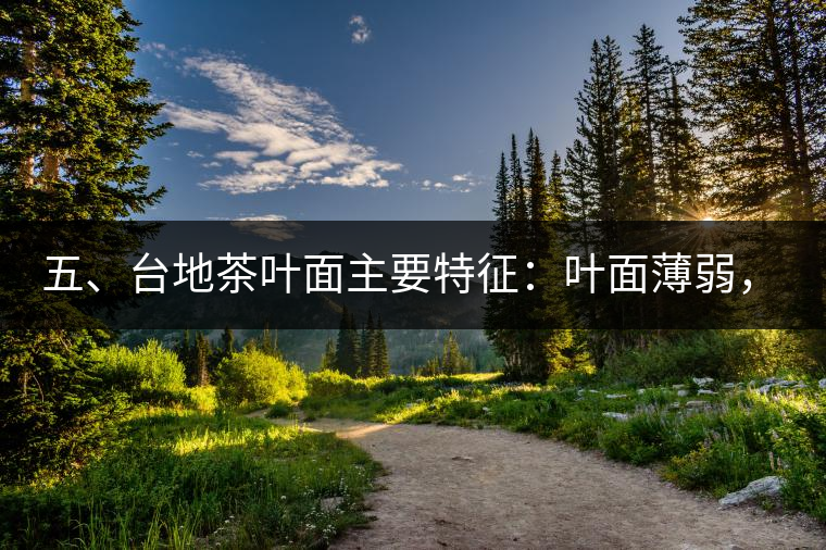 五、臺(tái)地茶葉面主要特征：葉面薄弱，如薄紙易折;沖泡之后無力恢復(fù)彈性，甚至多次沖泡也不能展開，葉子愈薄愈差。