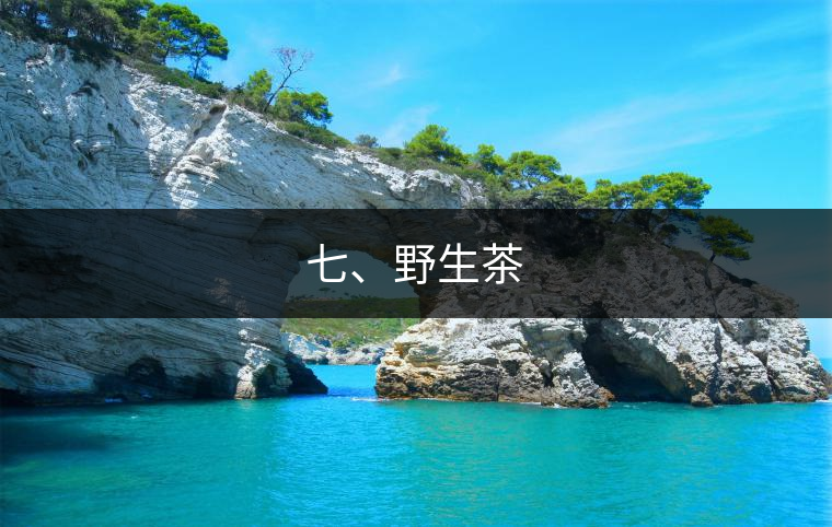 七、野生茶