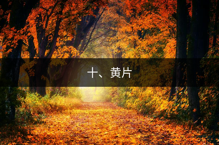 十、黃片