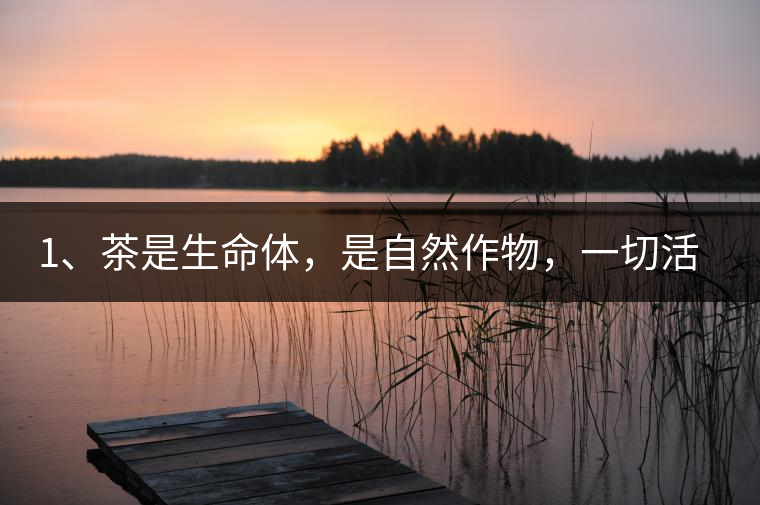 1、茶是生命體，是自然作物，一切活動受自然規(guī)律影響。