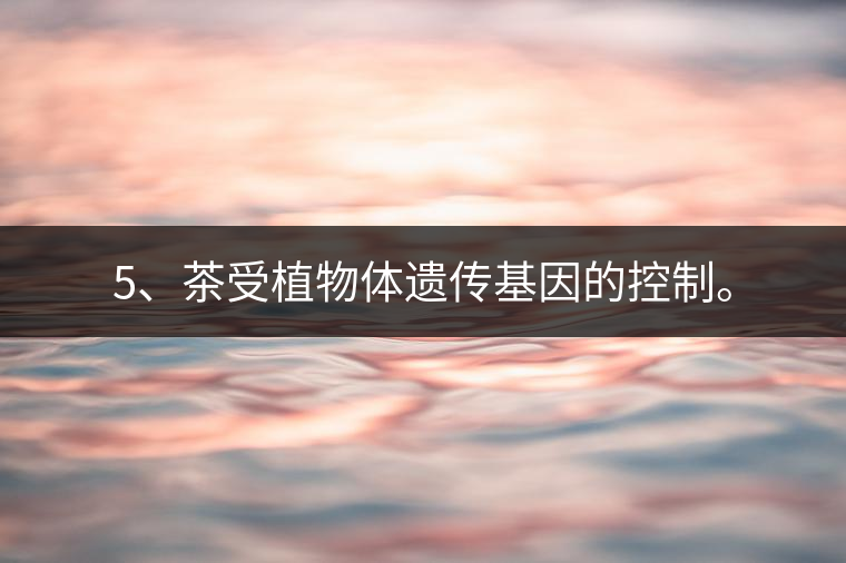5、茶受植物體遺傳基因的控制。