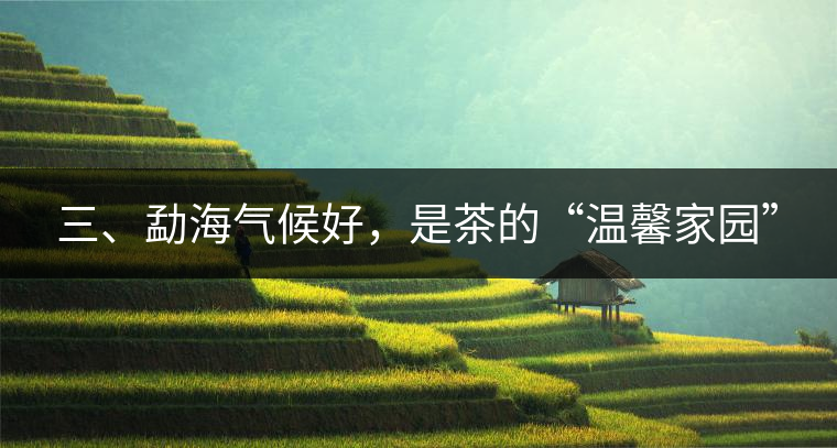 三、勐海氣候好，是茶的“溫馨家園”