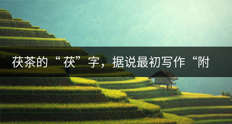 茯茶的“ 茯”字，據(jù)說最初寫作“附”，意思就是非“正”品，次等貨。茯磚茶選料多用質(zhì)地很老的茶葉，加上茶梗與枝葉拼配。陳化后，性溫，有著獨特的營養(yǎng)價值，更有助于幫助消化去膩。有些時候，茶傳播也有尷尬的時候，今天中原大地流行喝陳茶的時候，這個地方卻開始喝新茶。喝也喝出問題來，磚茶不適合品新，因為老枝葉含氟高的緣故，許多牧民甚至氟中毒，國家正在著手解決這一問題。但從根本上來說，還是需要消費者回到自己的傳統(tǒng)，把茶葉的儲藏習(xí)慣繼續(xù)保留。