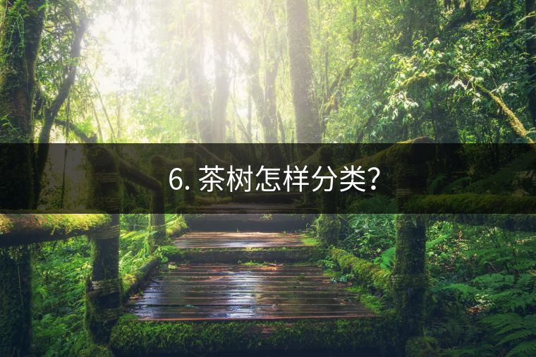 ? 6. 茶樹怎樣分類？