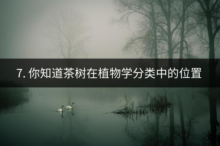 ??7. 你知道茶樹在植物學(xué)分類中的位置嗎？