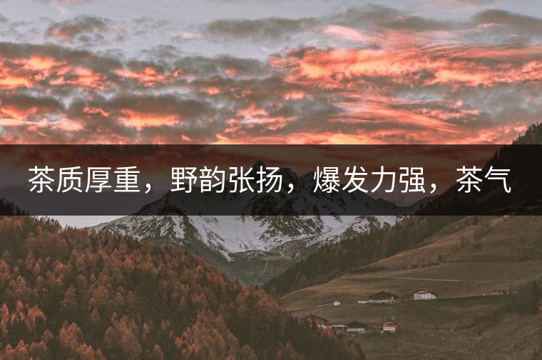茶質(zhì)厚重，野韻張揚(yáng)，爆發(fā)力強(qiáng)，茶氣十足