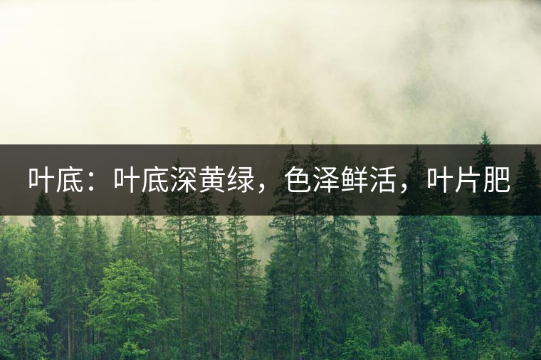 葉底：葉底深黃綠，色澤鮮活，葉片肥厚，梗莖肥壯，而且非常柔韌。
