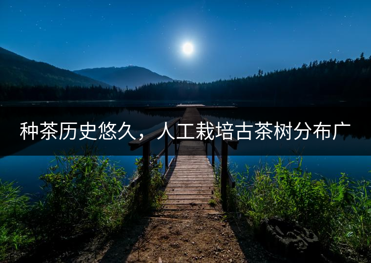 種茶歷史悠久，人工栽培古茶樹分布廣