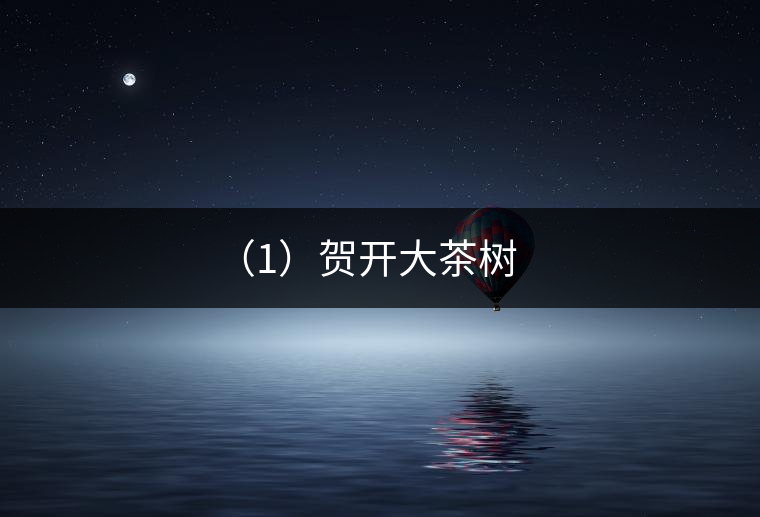 具有代表性的大茶樹有