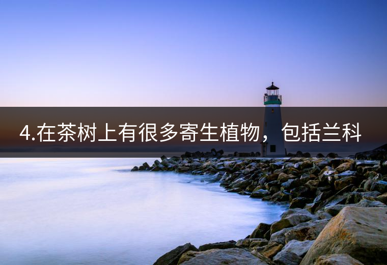 4.在茶樹上有很多寄生植物，包括蘭科植物，還有螃蟹腳。