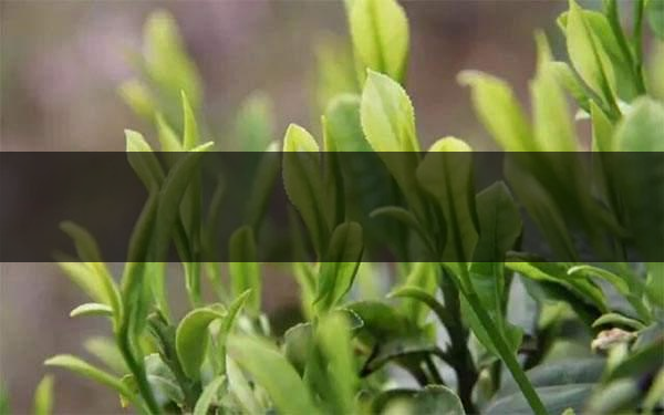 什么是雨前茶？雨前茶有何特點？