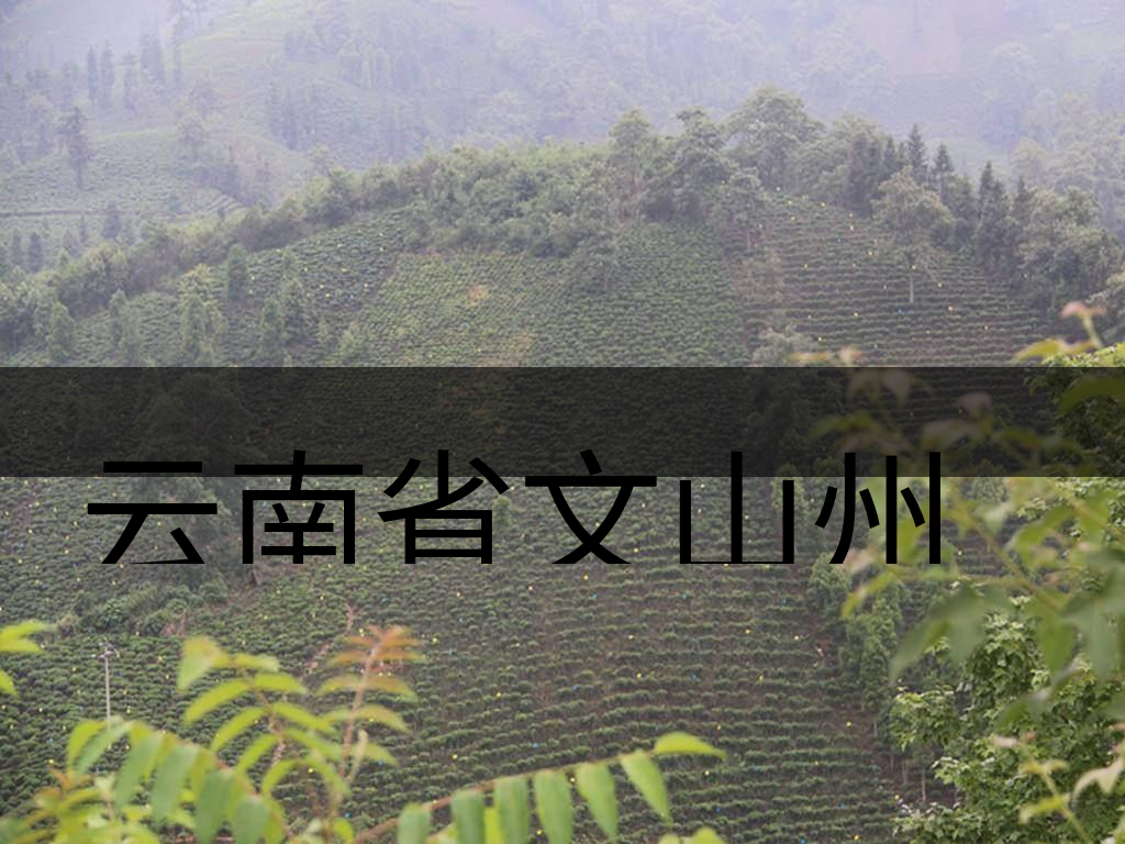 云南省文山州茶業(yè)概況概況簡(jiǎn)述