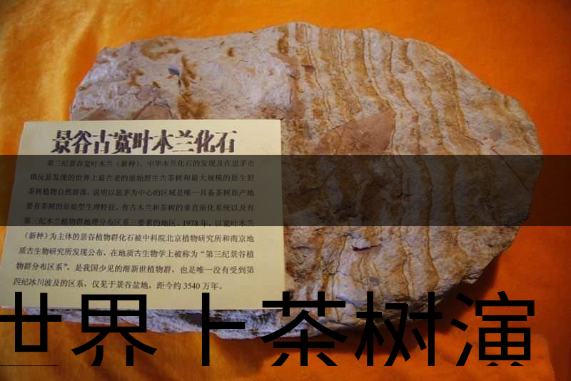 世界上茶樹演化的始祖是不是寬葉木蘭化石？