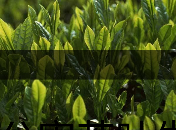 無公害茶葉生產(chǎn)規(guī)范的條件有哪些？（上篇）