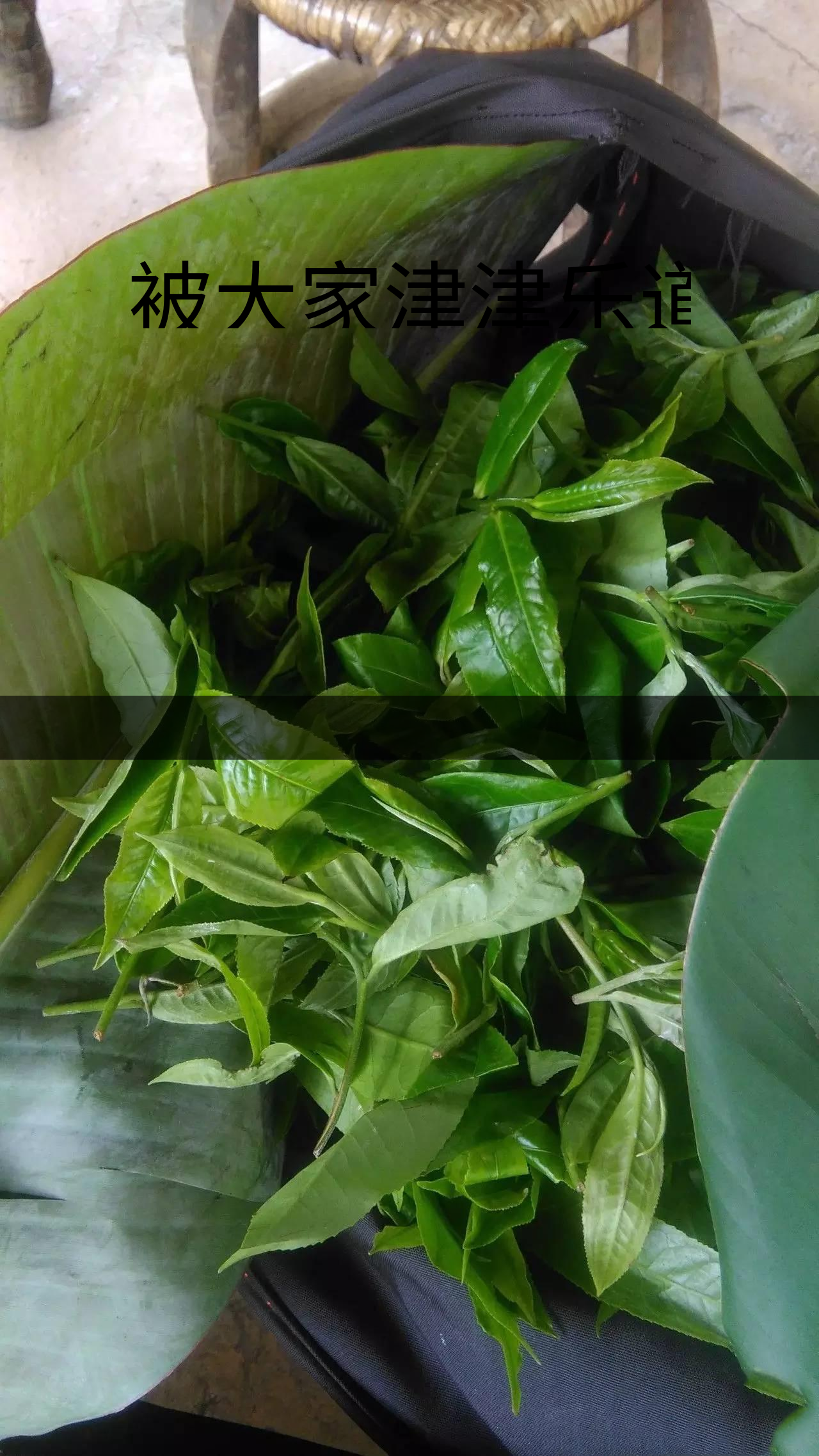 被大家津津樂(lè)道的森林茶，你知道是什么？-1-1