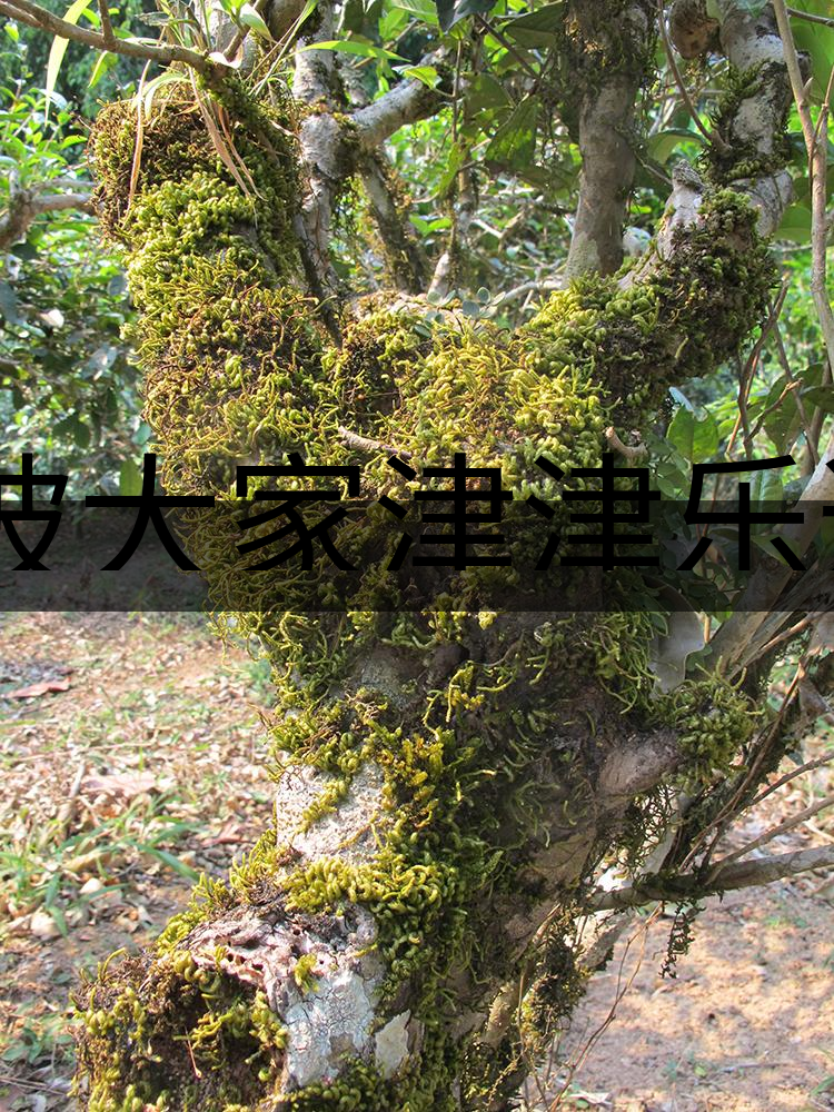 被大家津津樂(lè)道的森林茶，你知道是什么？-3-1