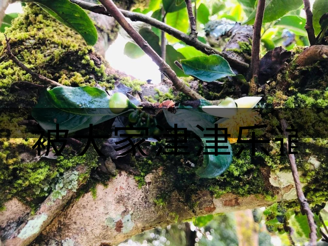 被大家津津樂(lè)道的森林茶，你知道是什么？-4-1