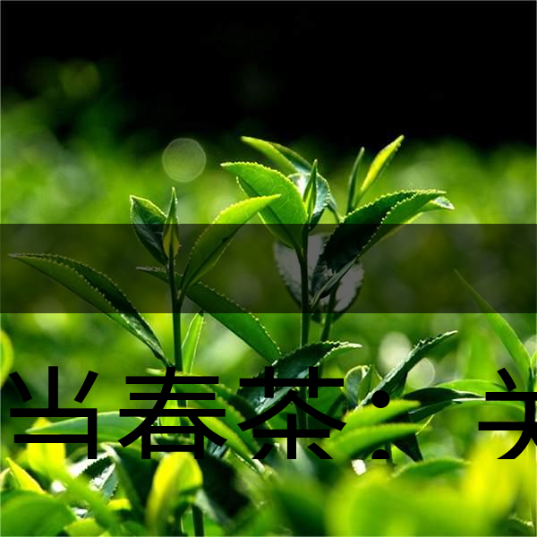 正當(dāng)春茶：關(guān)于這些茶知識(shí)你知道嗎？-1