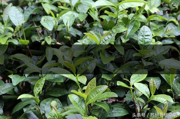 老楊說(shuō)茶：什么是武夷山正巖茶的巖韻？-8-1