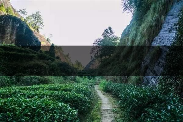 喝武夷山巖茶的香，什么是工藝香？-4