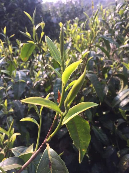 為什么古樹普洱春茶這么受追捧？