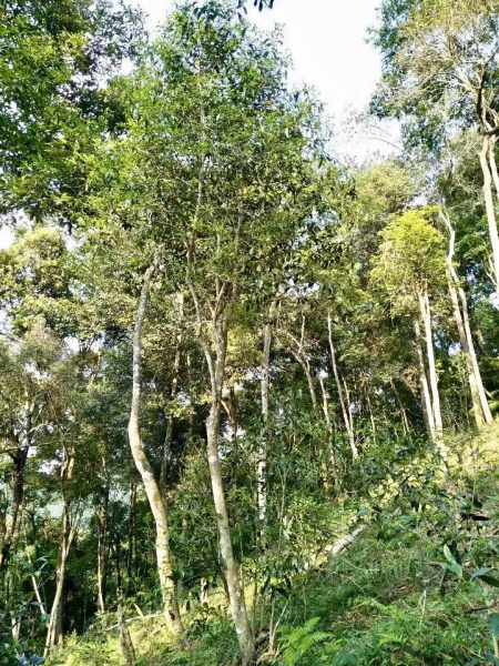 你喝不出來的“高桿古樹”或許就是一個偽概念、偽命題