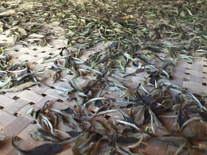 2020年普洱春茶的故事你想好了嗎？