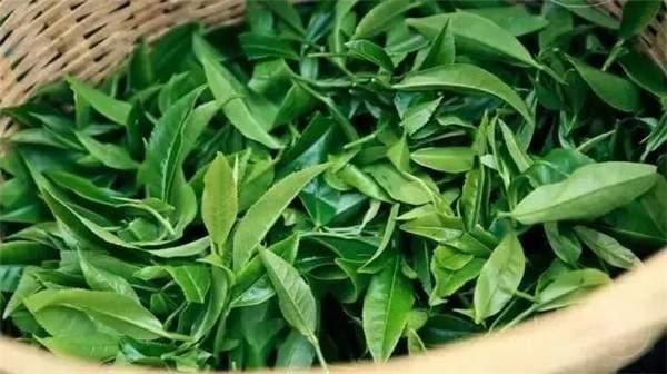 2021年曼秀古樹茶，易武的超級黑馬