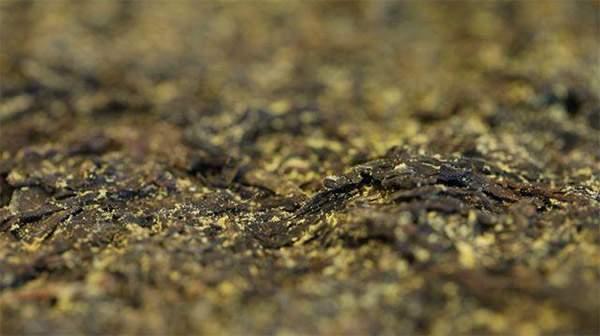 你手中的茯茶金花有可能是假金花？