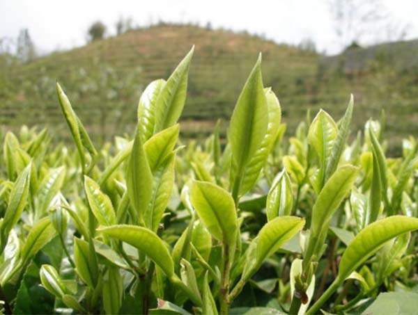 春茶到底好在哪里？