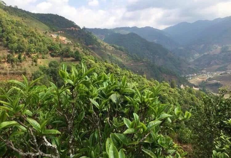 2021年冰島秋茶，你所需要知道的七個事實