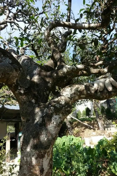 2021年冰島秋茶為何也受喜愛？