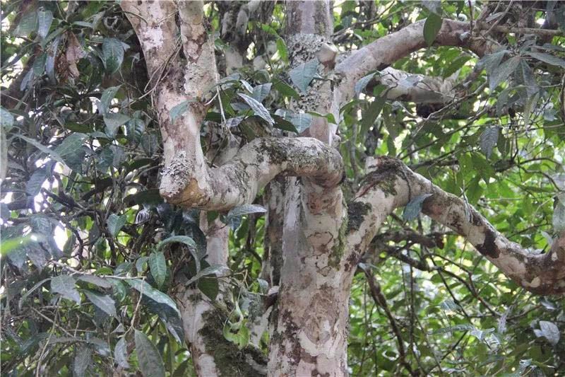 2021小戶賽古樹秋茶與冰島茶哪里不一樣？