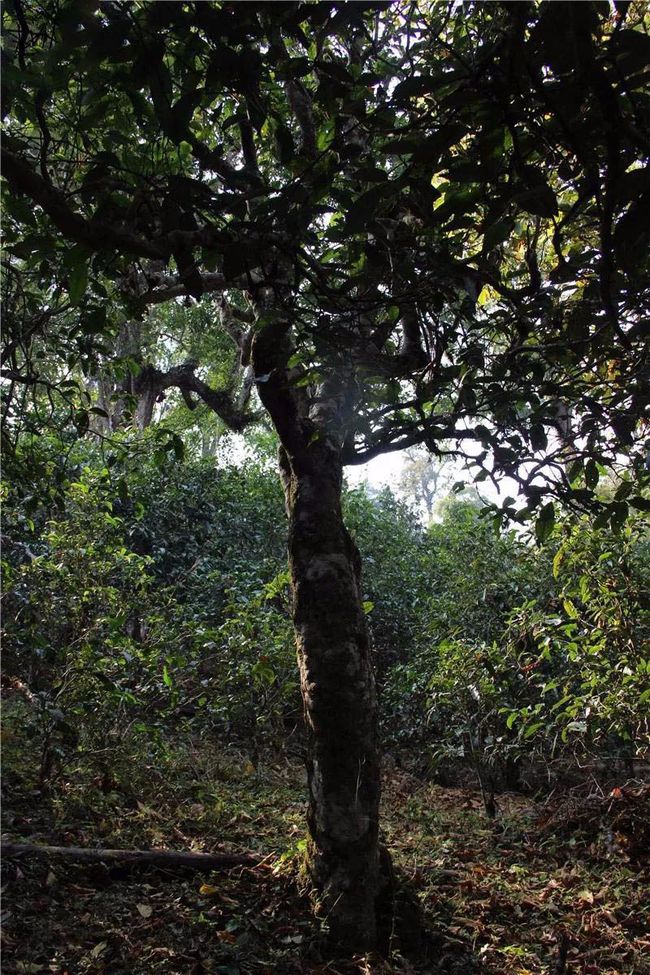 2021年大戶賽古樹秋茶特點？