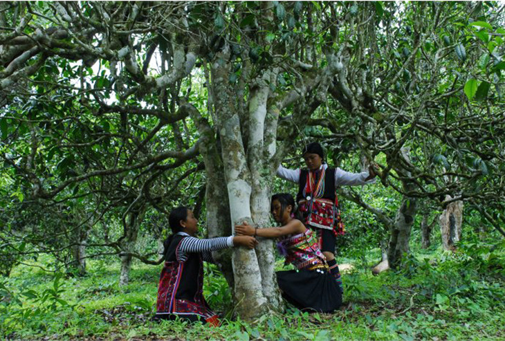 2021年大戶賽古樹秋茶品鑒！