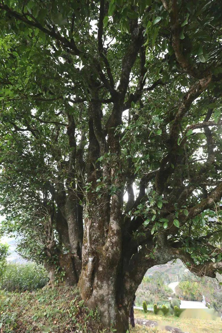 2021臨滄大戶賽秋茶因何被稱為潛力股？