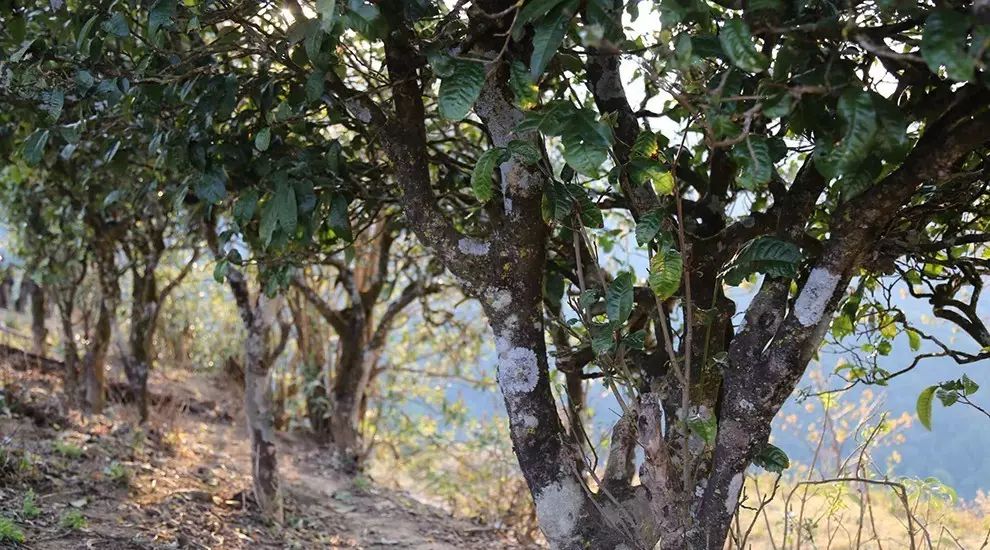 2021年大雪山古樹秋茶口感品鑒？