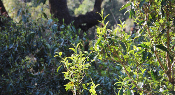 2021大雪山古樹秋茶香甜順滑！