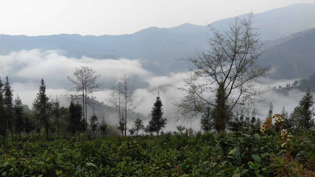 2021年大雪山古樹秋茶價(jià)格是多少？