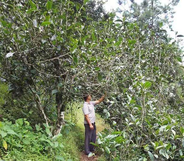 2021壩糯古樹秋茶藤條茶！不是樹種，而是這樣形成的！