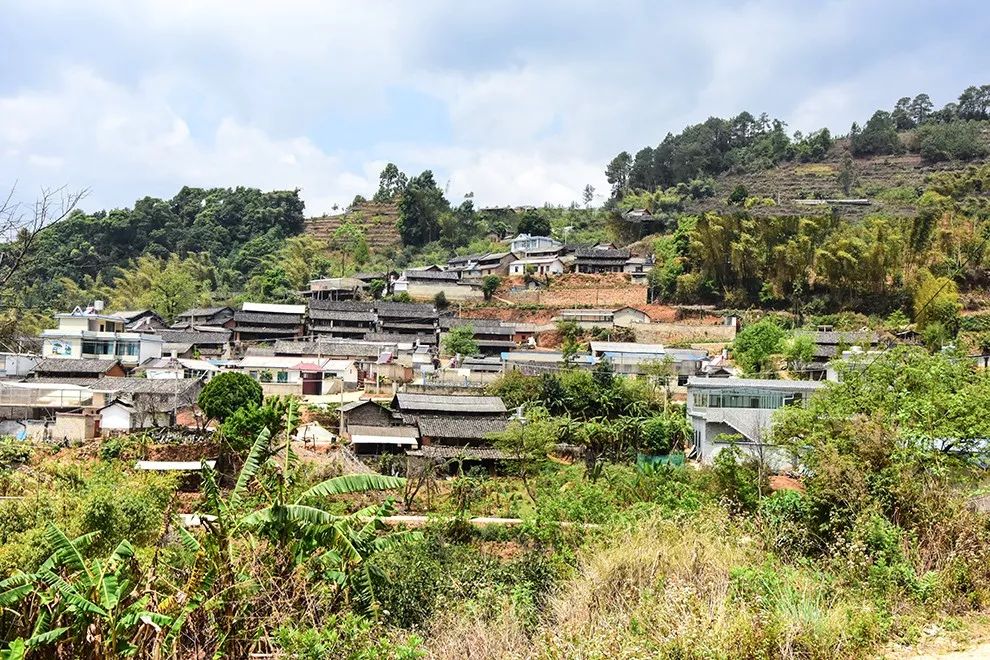 2021年正氣塘古樹(shù)秋茶特點(diǎn)是什么？