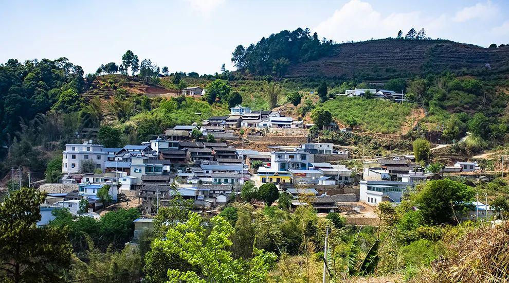 2021年正氣塘古樹秋茶為何號(hào)稱小冰島？