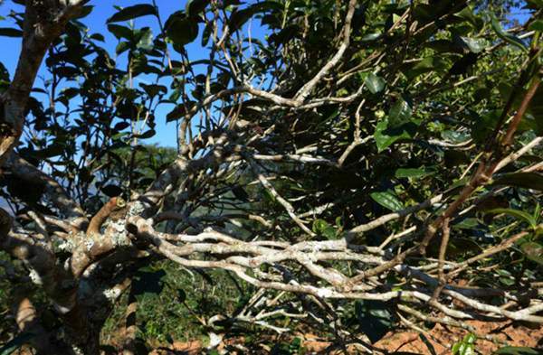 2021年正氣塘古樹秋茶花蜜香氣盈盈，冰糖甜韻深邃！