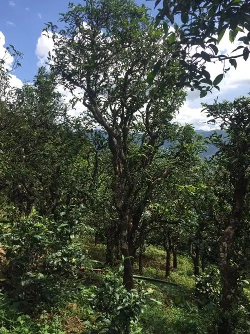 2021年冰島地界古樹秋茶特點(diǎn)？