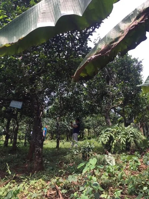 2021年冰島地界古樹(shù)秋茶特征詳解！